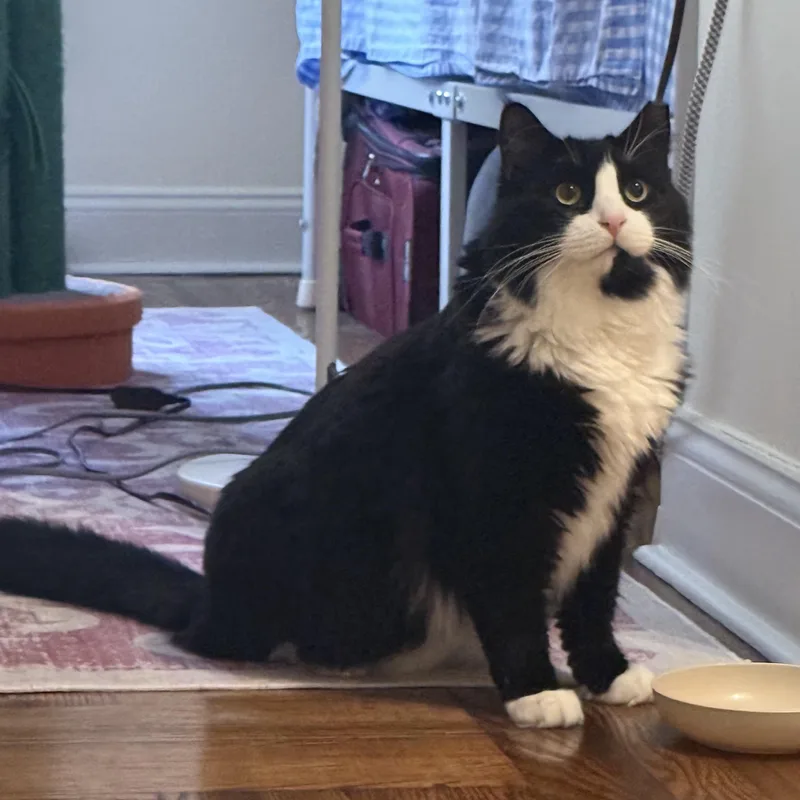 Arthur The Reluctant Royal