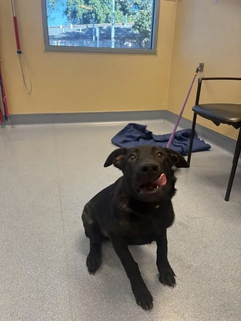 A young medium-sized female Labrador Retriever dog named A for adoption in San Jose, CA