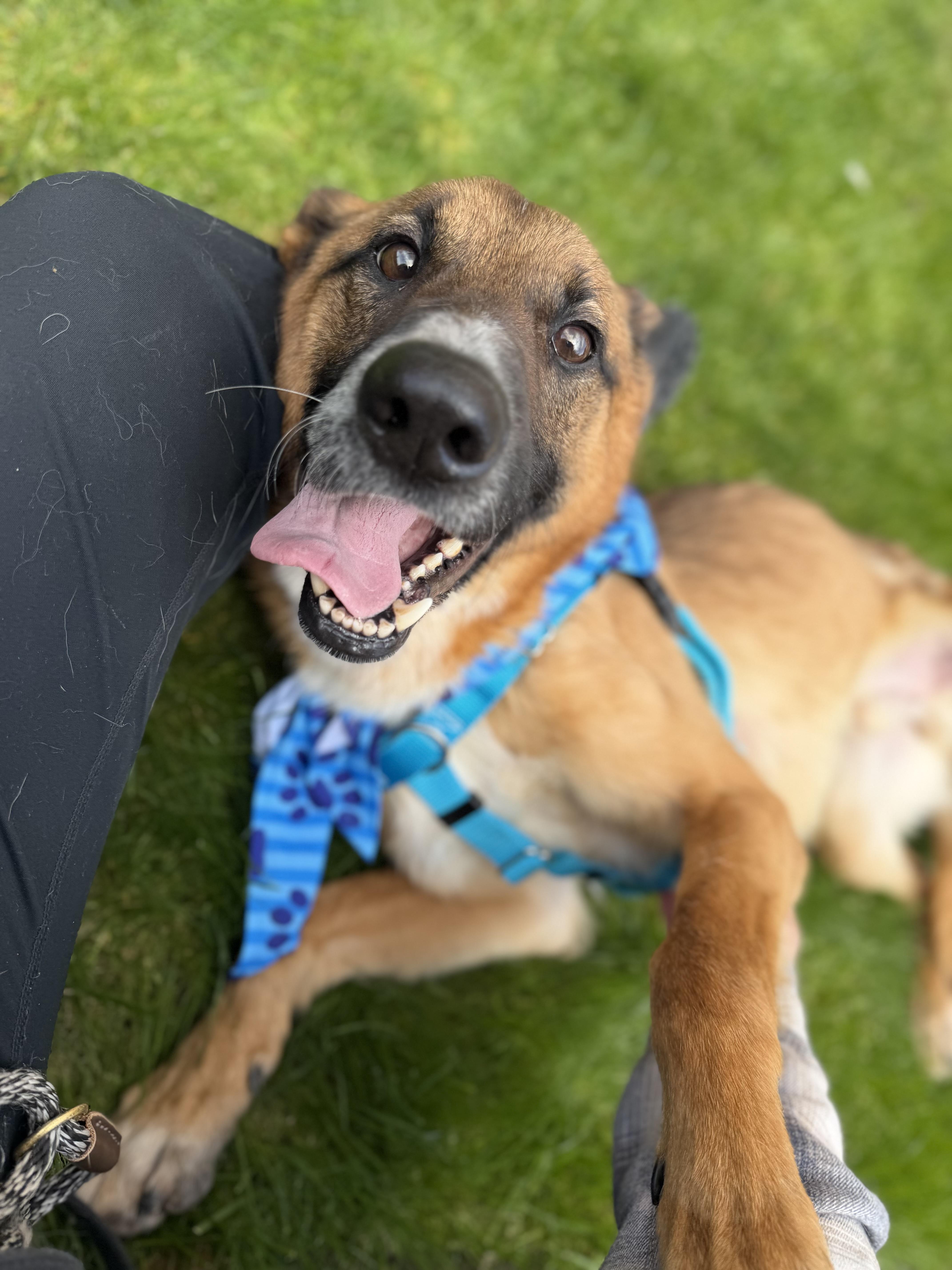 An adult medium-sized male Golden Belgian Shepherd / Malinois dog named Junnie for adoption in lynnwood , WA