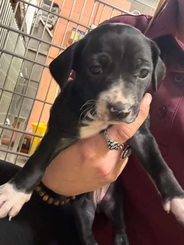 A baby medium-sized female Mixed Breed dog named Seattle for adoption in Rockport, TX