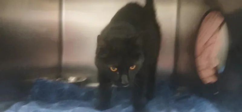 An adult medium-sized male Black Domestic Short Hair cat named Ricky Bobby for adoption in Salmon, ID