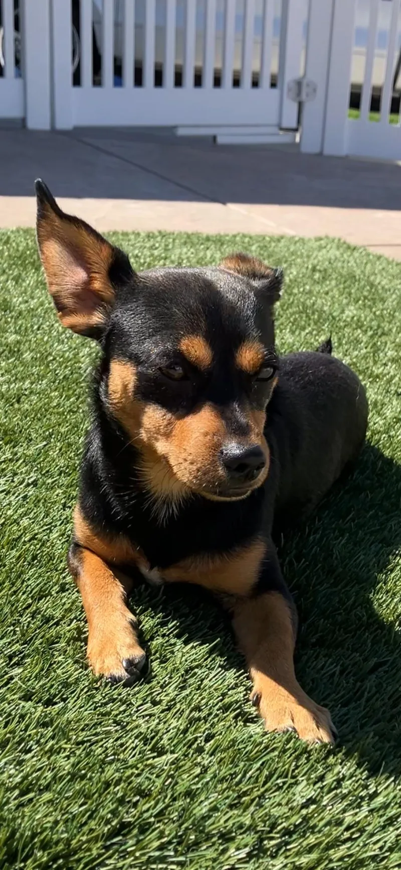 A young small-sized male Black Miniature Pinscher dog named Chase for adoption in MODESTO, CA