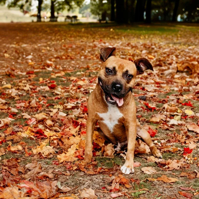 An adult medium-sized male Brown / Chocolate American Staffordshire Terrier dog named Hanky Panky for adoption in Tomball, TX