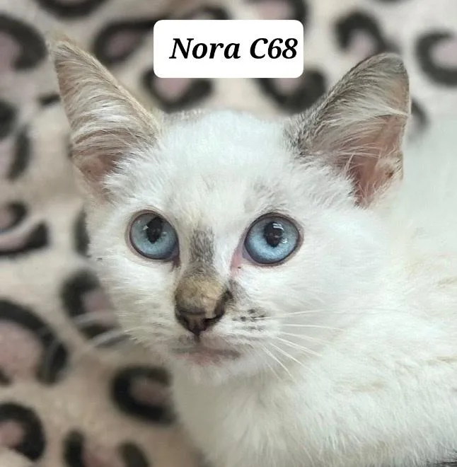 Nora