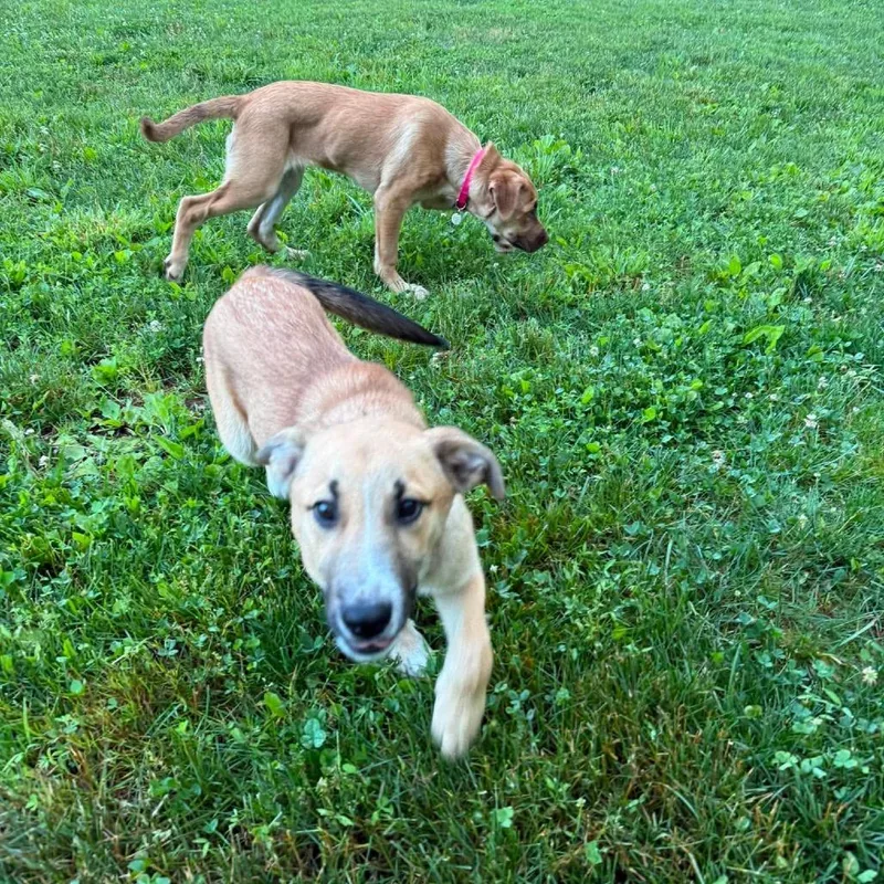 A baby medium-sized male Yellow / Tan / Blond / Fawn Shepherd dog named Johnny for adoption in Jarrettsville, MD