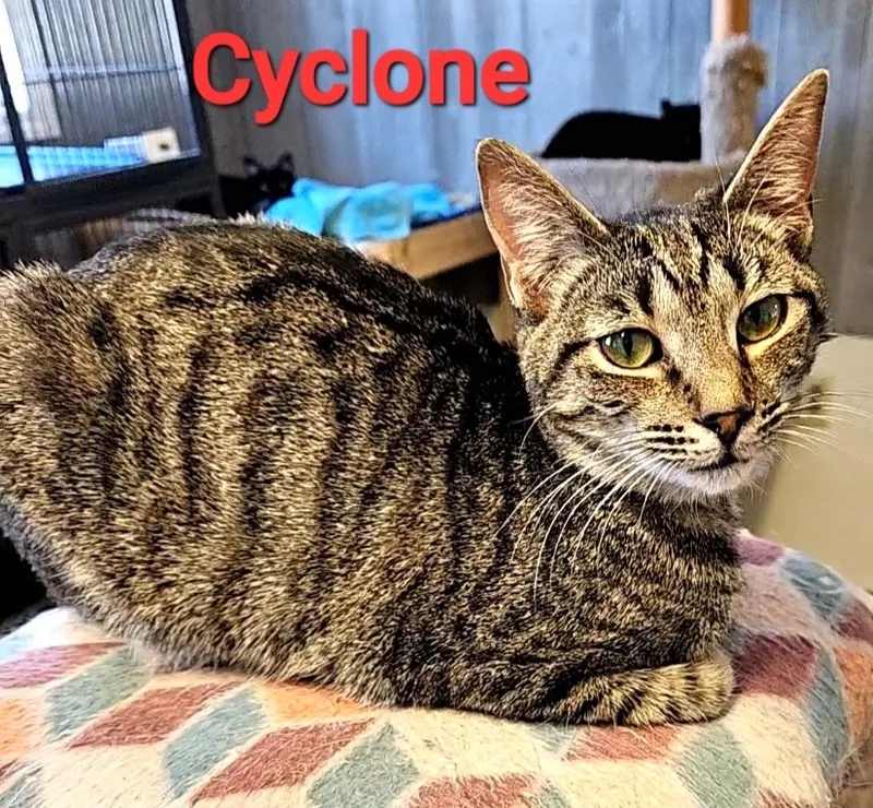 Cyclone thumbnail 2