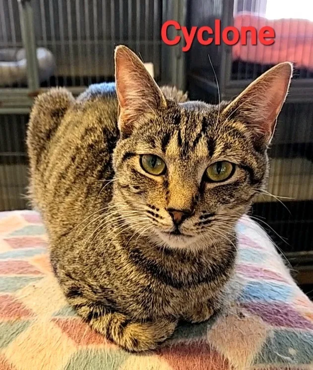 Cyclone