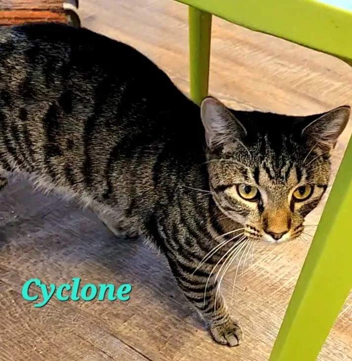 Cyclone thumbnail 3
