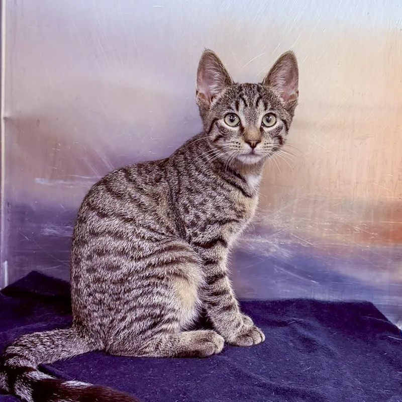 A baby medium-sized female Tabby (Gray / Blue / Silver) Domestic Short Hair cat named Kiwi for adoption in Stamford, CT
