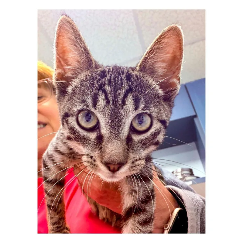 Kiwi thumbnail 3