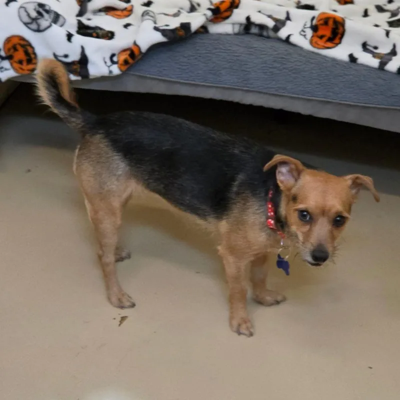 An adult small-sized female Black Terrier dog named Tinsley  Chino Hills for adoption in Chino Hills, CA