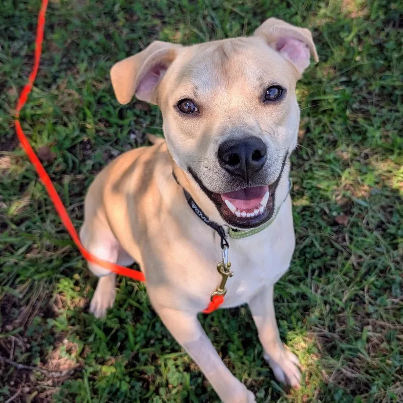 An adult medium-sized male Yellow / Tan / Blond / Fawn Yellow Labrador Retriever dog named Binx for adoption in Huntsville, AL