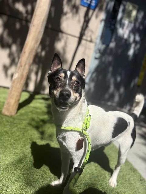 A young medium-sized male Rat Terrier dog named Dell for adoption in San Jose, CA