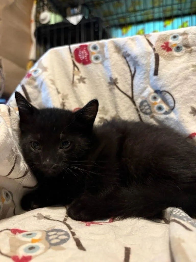 A baby medium-sized male Domestic Short Hair cat named Jimmy "fallon for adoption in Parkville, MD