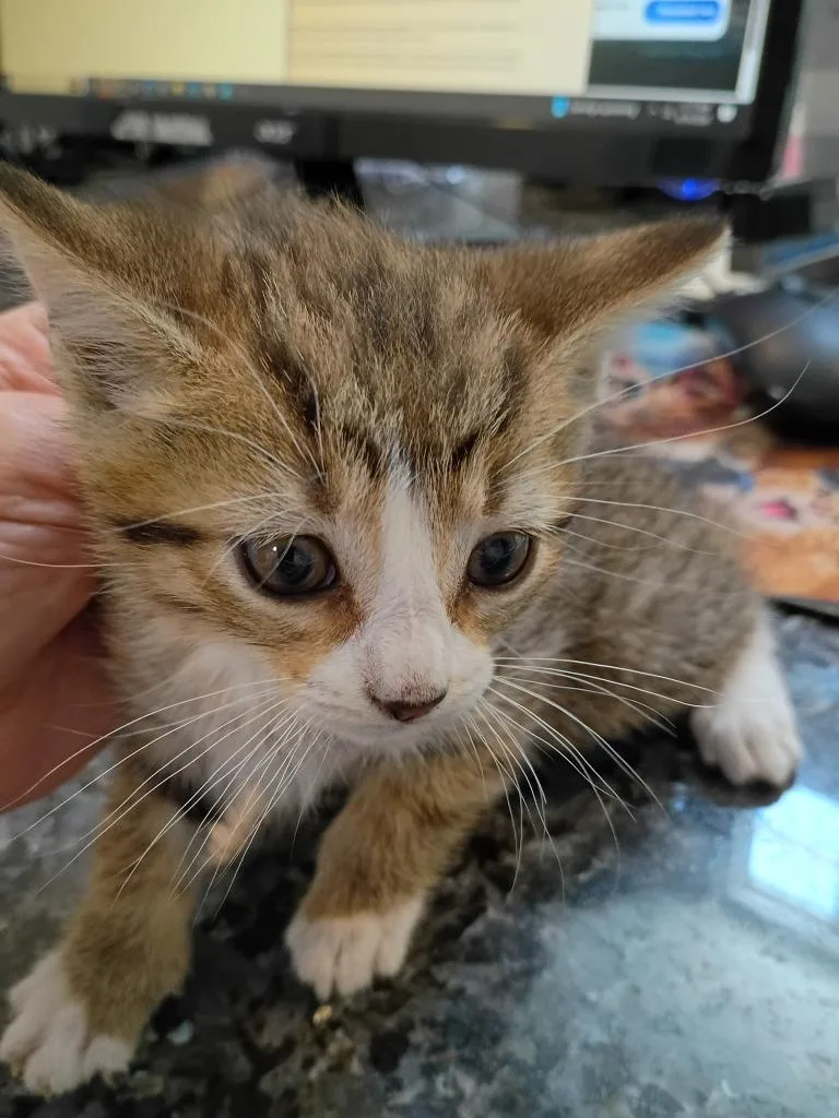 A baby small-sized female Domestic Short Hair cat named Sunshine for adoption in Angola, IN