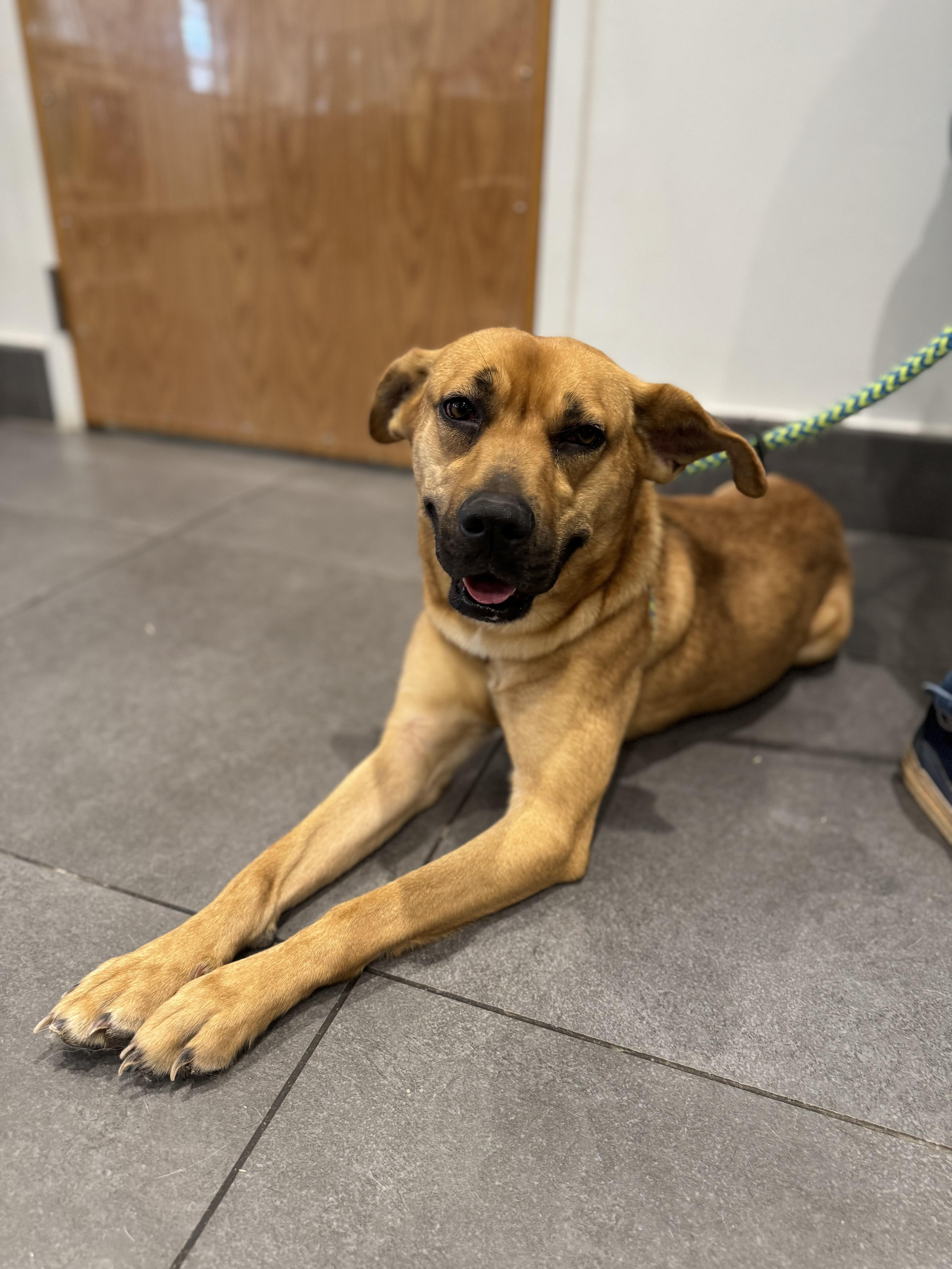 A young medium-sized female Apricot / Beige Mixed Breed dog named Foxy Roxy for adoption in atlanta, GA