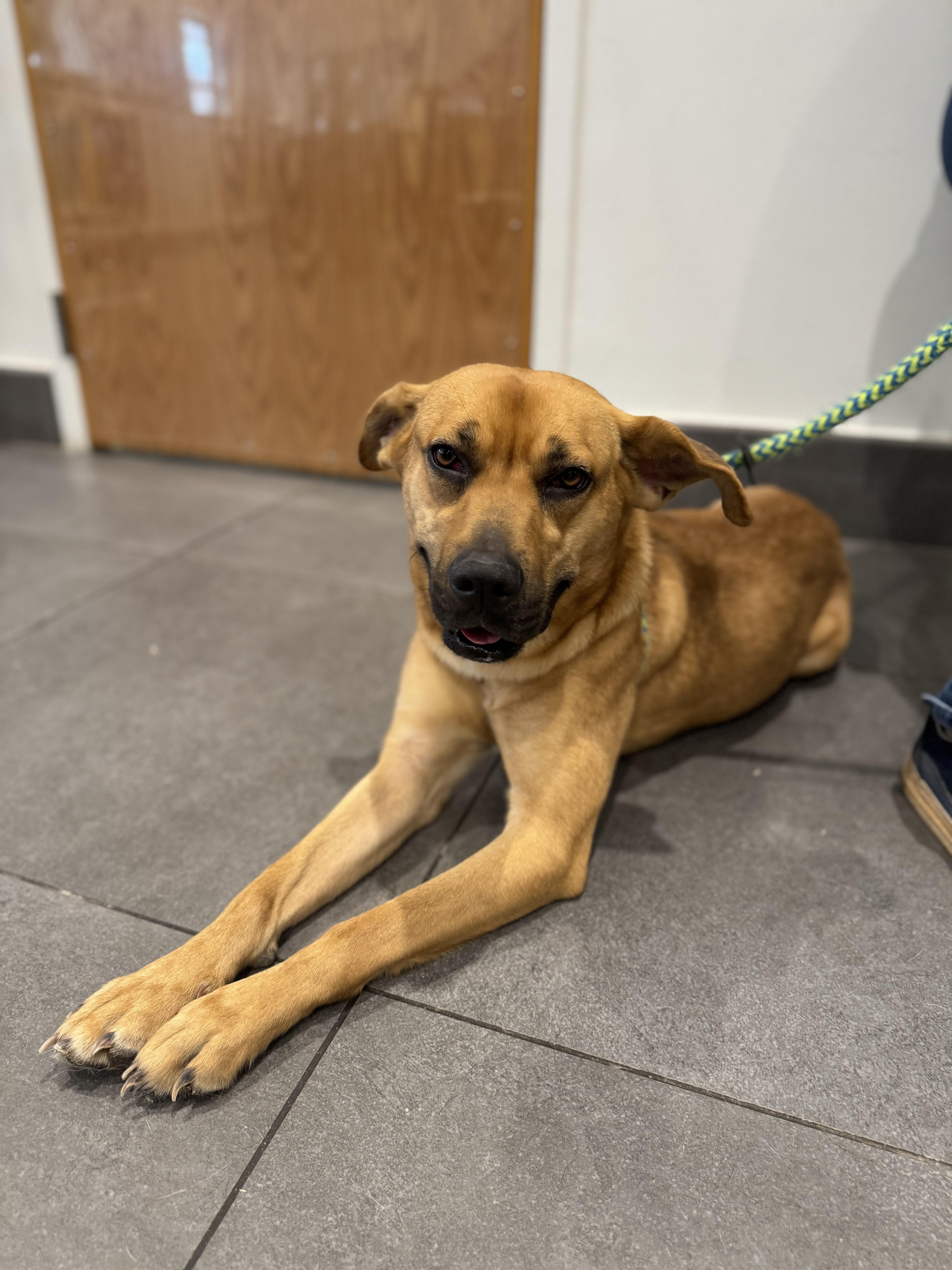 Foxy Roxy thumbnail 2