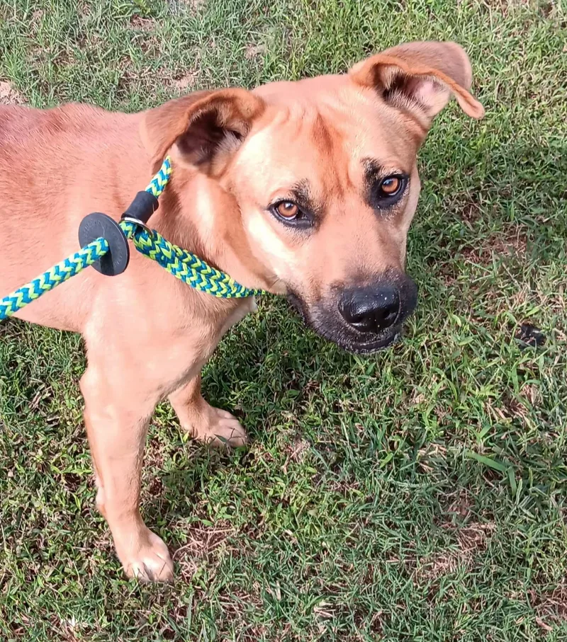 Foxy Roxy thumbnail 3