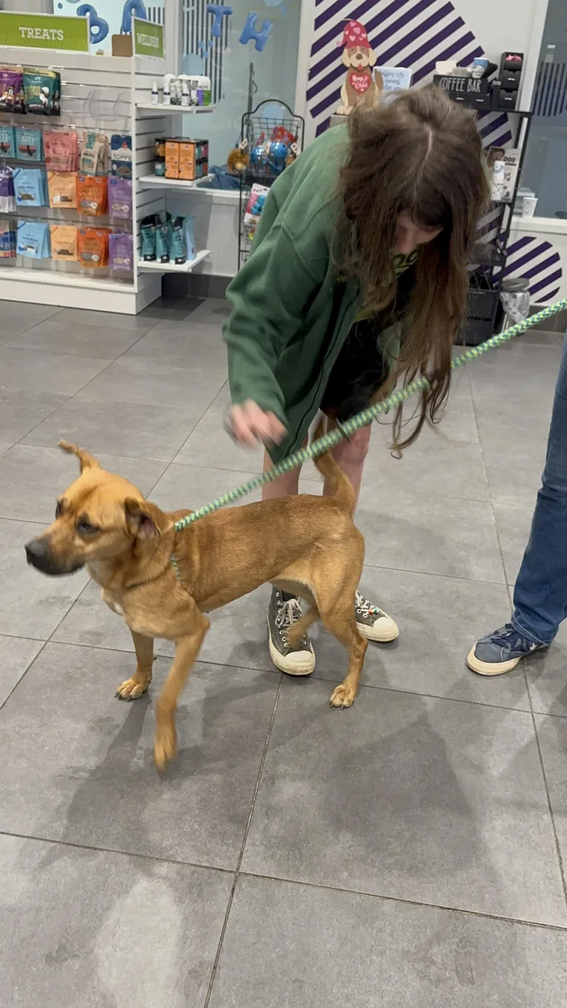 Foxy Roxy thumbnail 6