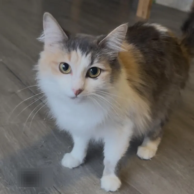 A young medium-sized female Calico Domestic Medium Hair cat named Princess Peach for adoption in Austin, TX