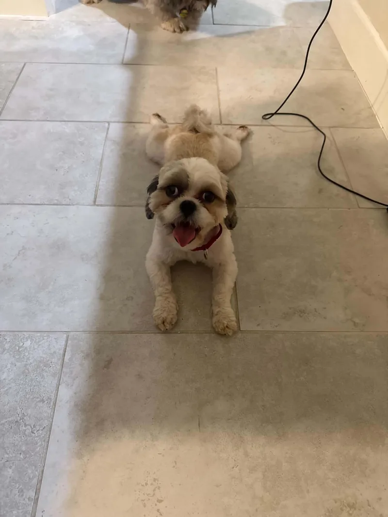 A young small-sized male Shih Tzu dog named Chance for adoption in Houston, TX