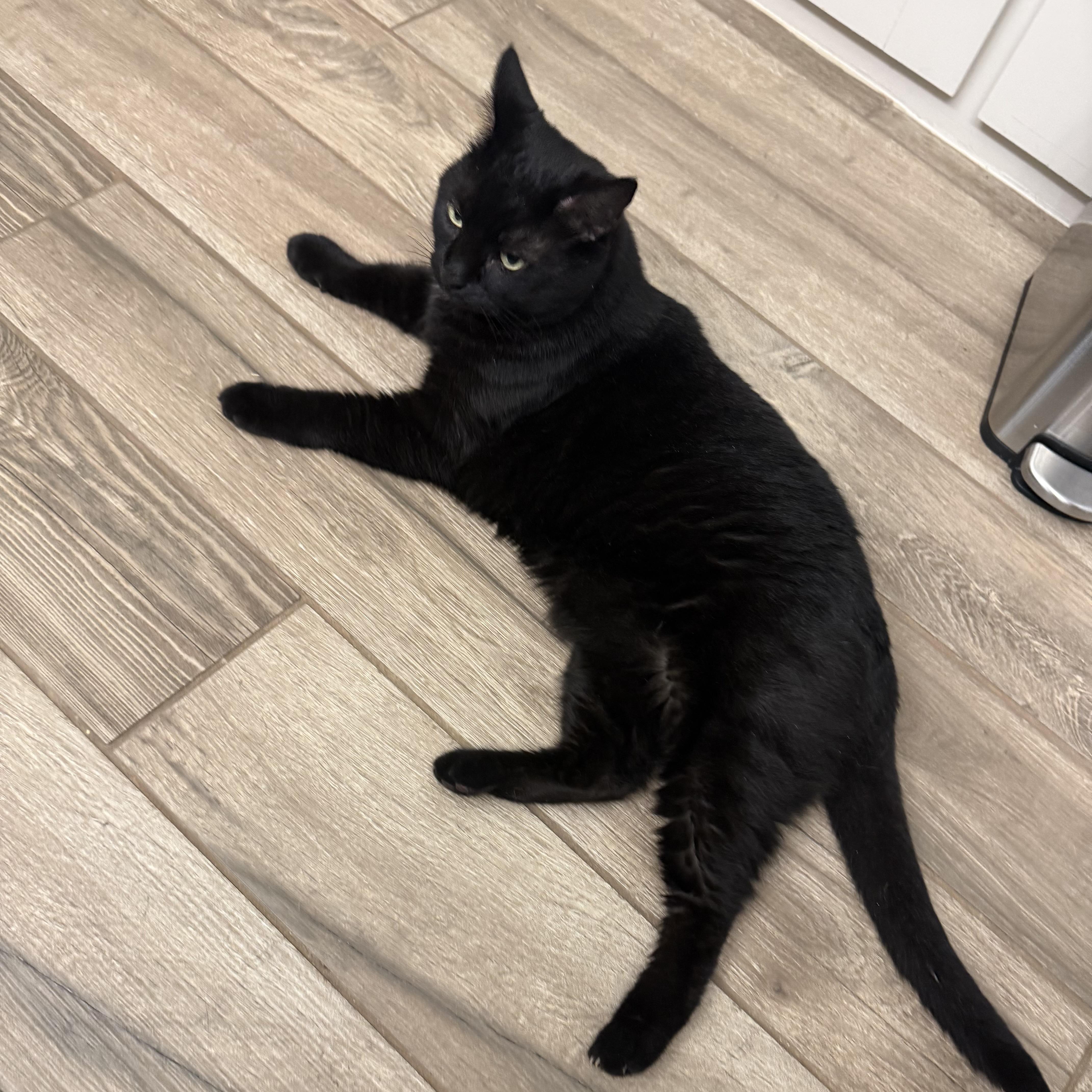 Luna Lo Mein