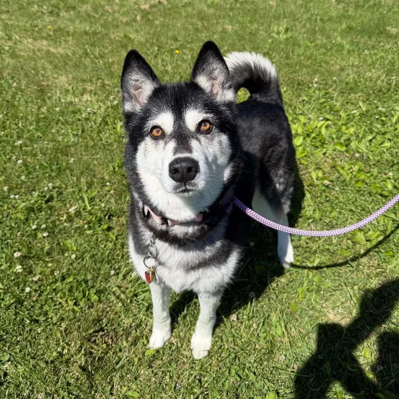 A senior large-sized female Black Siberian Husky dog named Camo for adoption in Uniontown, PA