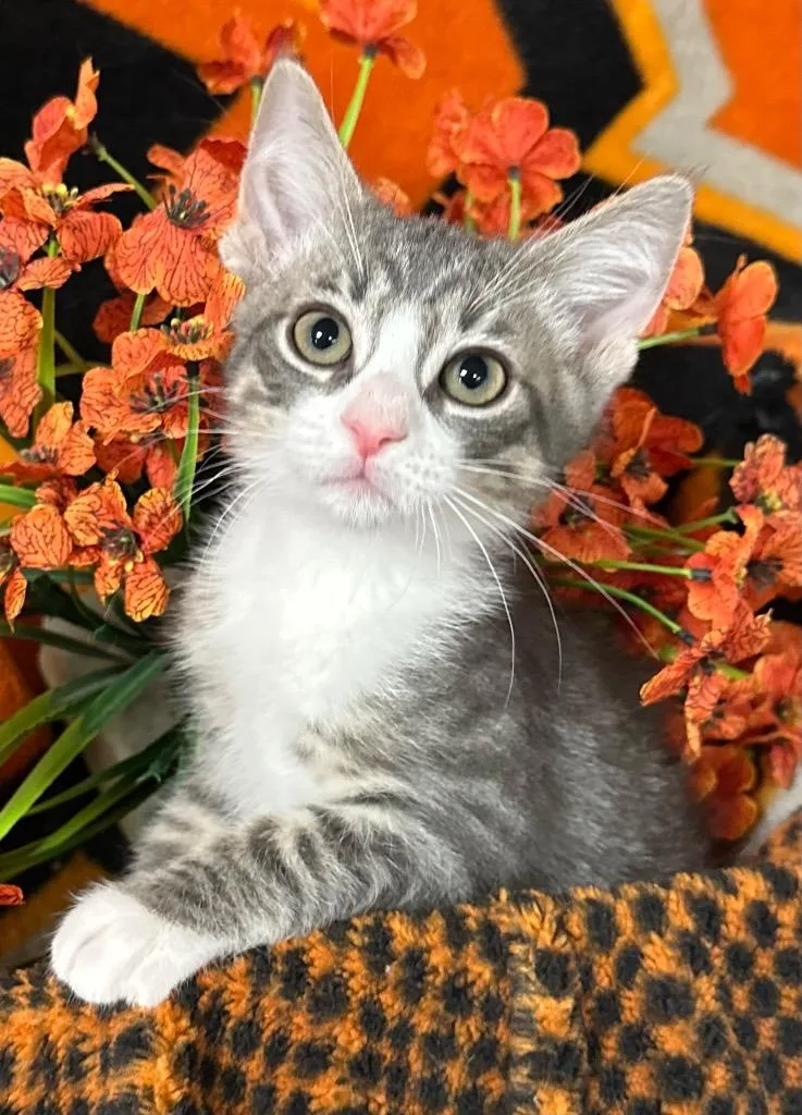A baby small-sized male Domestic Short Hair cat named Thurston for adoption in Stillwater, OK