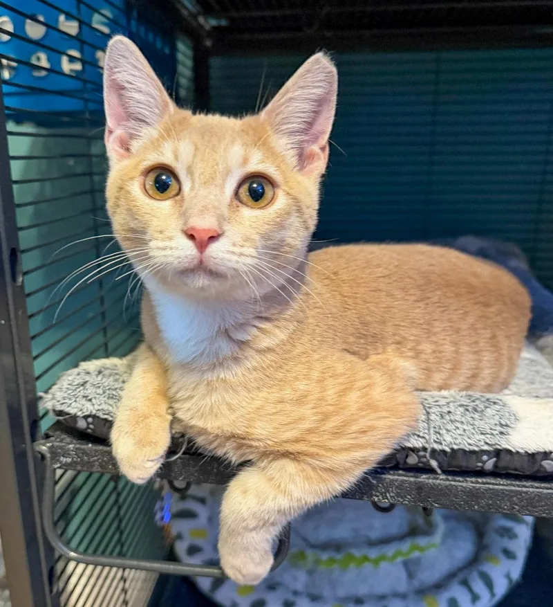 A baby medium-sized male Orange / Red Domestic Short Hair cat named Dylan for adoption in Lighthouse Point, FL