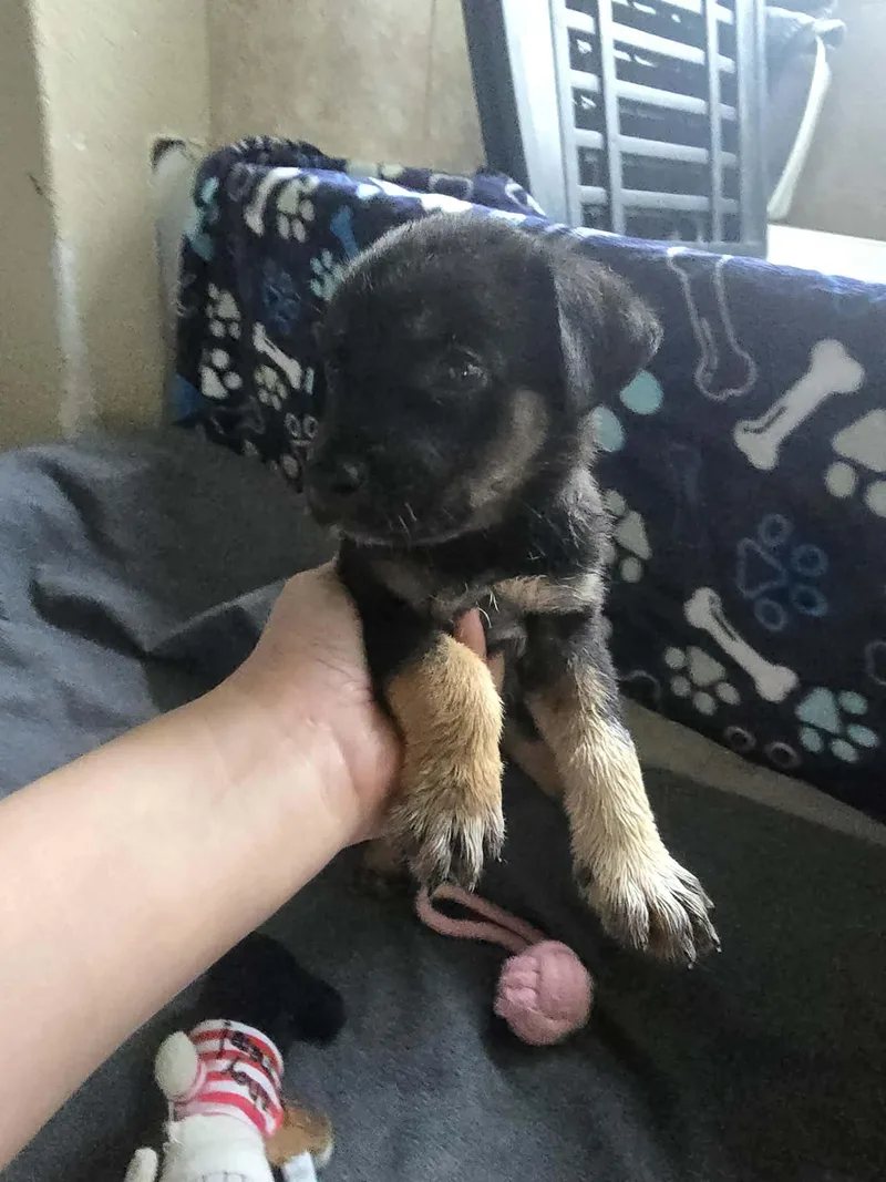 A baby medium-sized male Black Shepherd dog named Wyatt for adoption in Seguin, TX