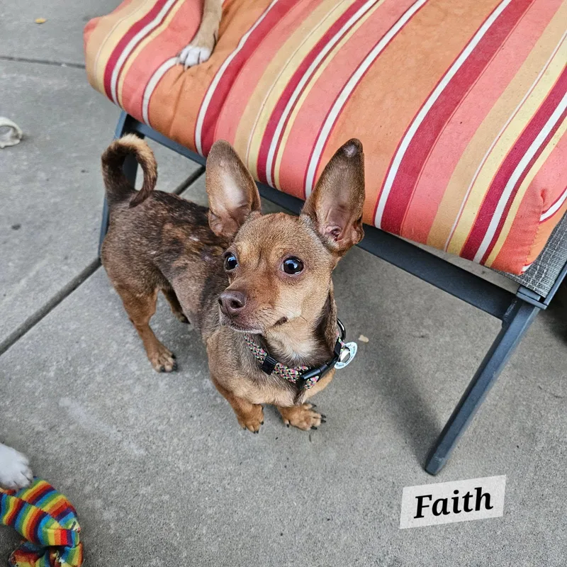 An adult small-sized female Bicolor Chihuahua dog named Faith for adoption in Lafayette, CA