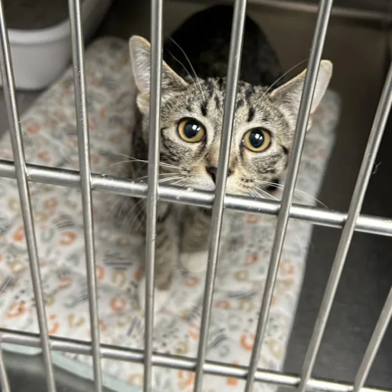 A baby small-sized female Brown / Chocolate Domestic Short Hair cat named Marigold for adoption in Hannibal, MO