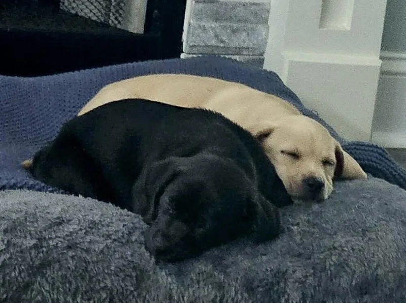 A baby medium-sized female Labrador Retriever dog named Babe Tia for adoption in Washington, DC