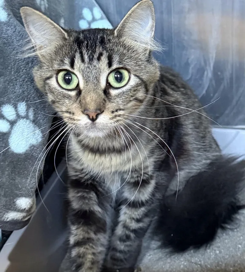 A young small-sized female Domestic Medium Hair cat named Tulip for adoption in Fremont, NE