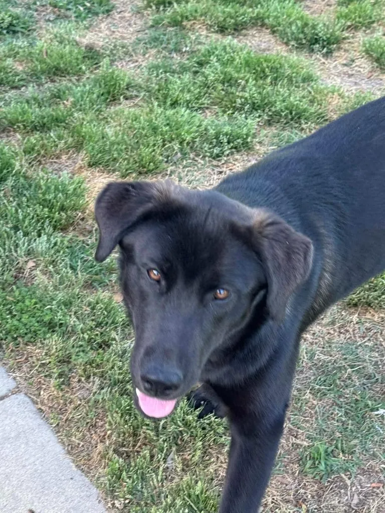 A baby large-sized female Labrador Retriever dog named Pollie for adoption in Fond Du Lac, WI