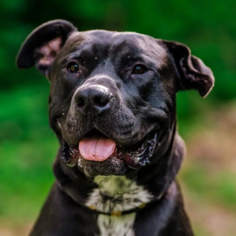 An adult small-sized male Black Pit Bull Terrier dog named Sterling for adoption in Coralville, IA