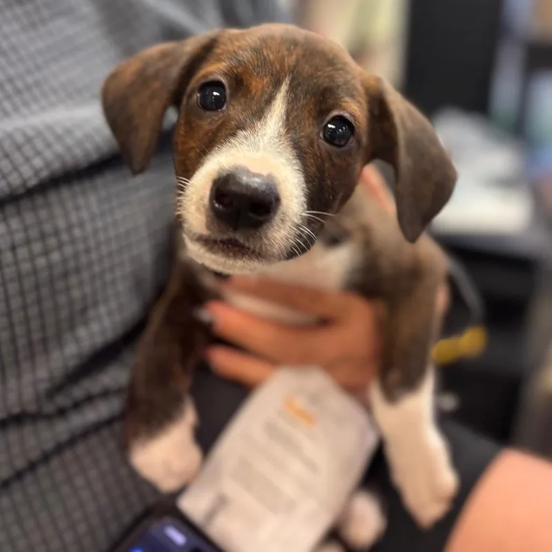 A baby small-sized female Mixed Breed dog named Ethel for adoption in Springboro, OH