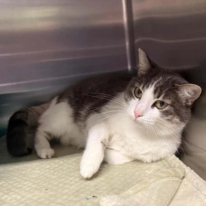 An adult medium-sized female Gray / Blue / Silver Domestic Short Hair cat named Mitzi for adoption in Spokane, WA