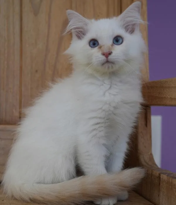 A young medium-sized female Flame Point Domestic Medium Hair cat named Kerry for adoption in Marietta, GA