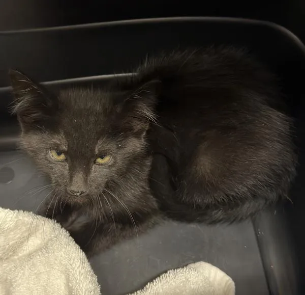 A baby small-sized male Domestic Short Hair cat named Count Olaf for adoption in El Cajon, CA