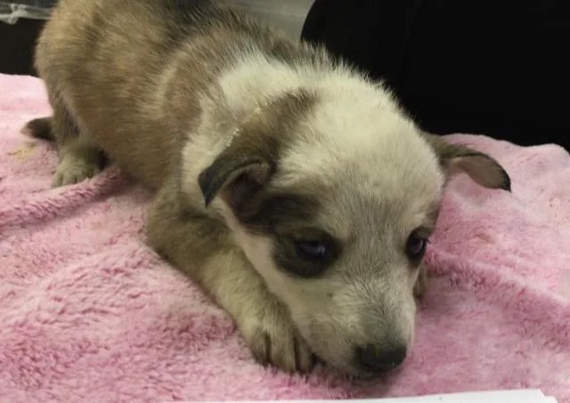 A baby small-sized female Siberian Husky dog named Vesta for adoption in Riverside, CA
