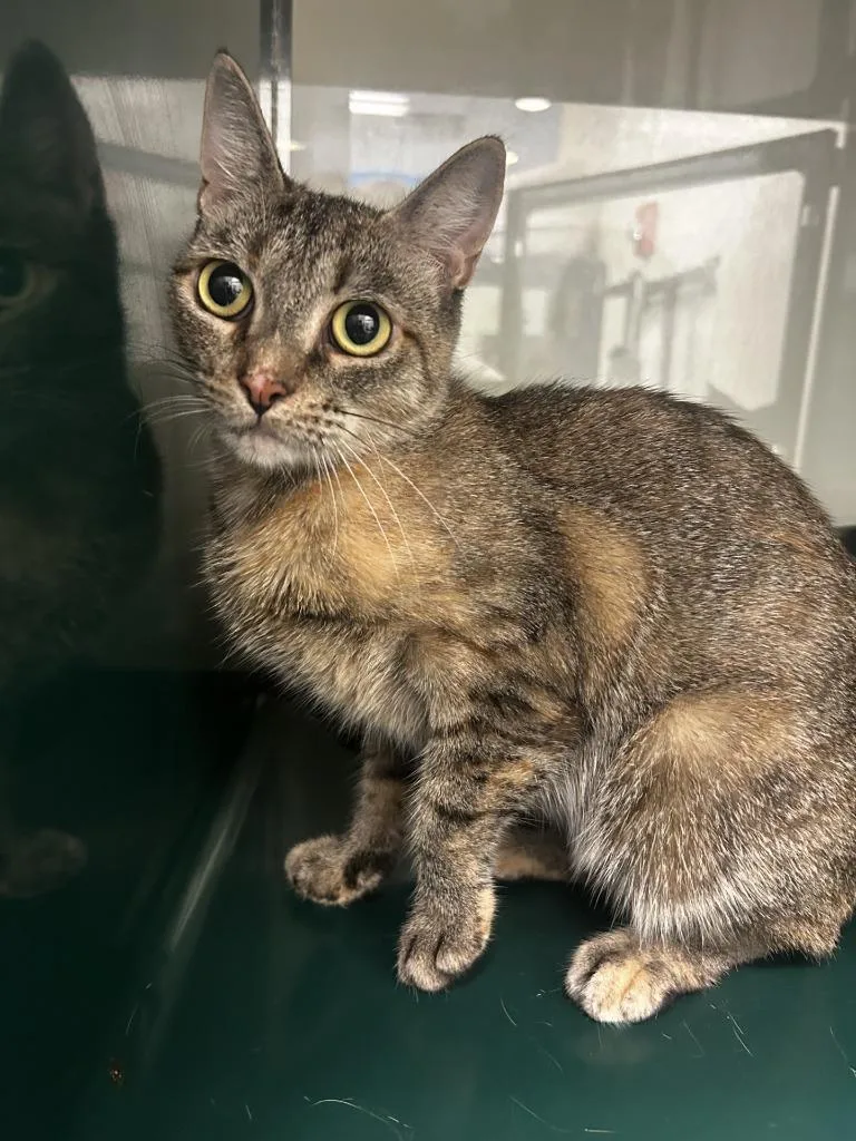 A young large-sized female Domestic Short Hair cat named Nala for adoption in Little Elm, TX