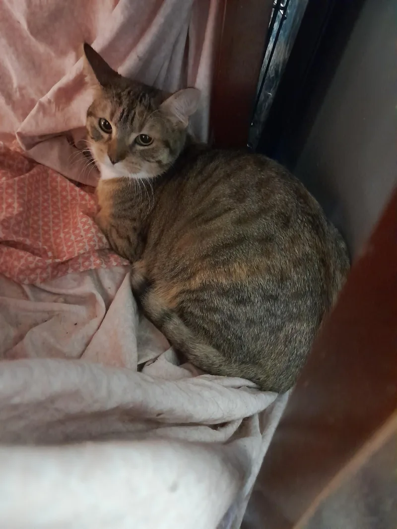 An adult medium-sized female Domestic Short Hair cat named Cutie Pie aka Bibby for adoption in Brighton, MI