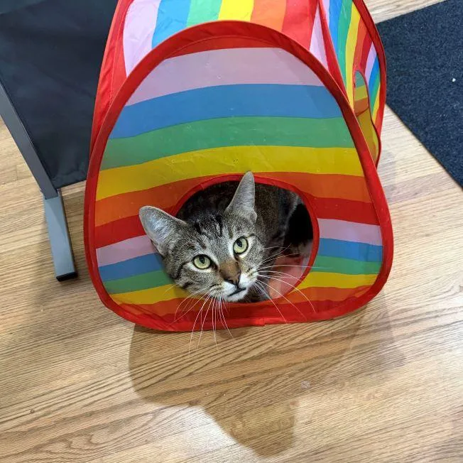 An adult medium-sized male Tabby (Brown / Chocolate) Tabby cat named Riverside for adoption in Tulsa, OK