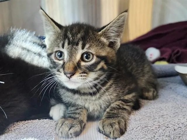 A baby small-sized male Domestic Short Hair cat named Hess for adoption in Martinez, CA