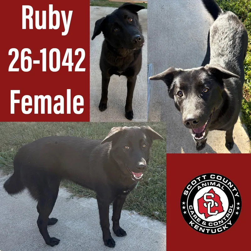 A young large-sized female Shepherd dog named Ruby for adoption in Georgetown, KY