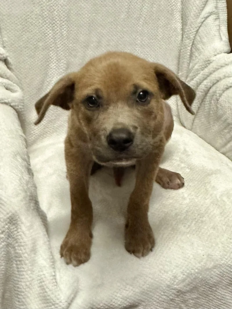 A baby medium-sized male Black Mouth Cur dog named Tater for adoption in Walker, LA