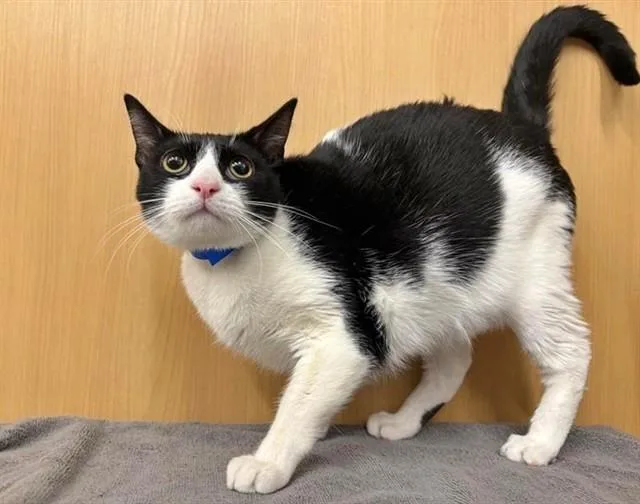 A young medium-sized male Domestic Medium Hair cat named Panda for adoption in Saint Louis, MO
