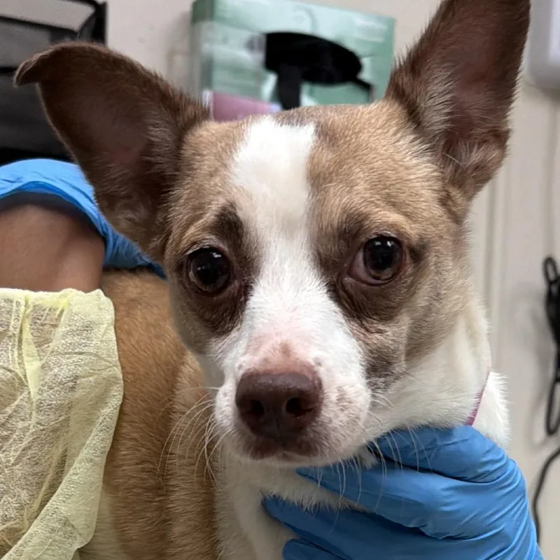 An adult small-sized female White / Cream Chihuahua dog named Sprinkles for adoption in Lakeland, FL