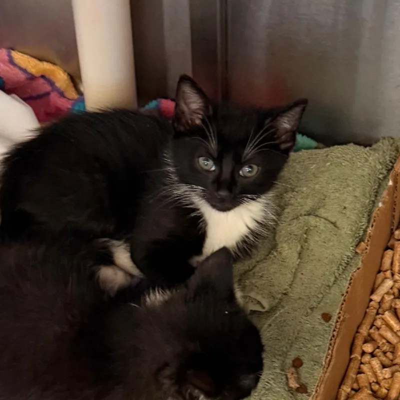 A baby small-sized male Black Domestic Short Hair cat named Quest for adoption in Lynchburg, VA